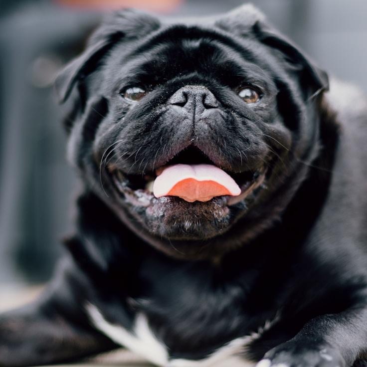 Portrait of a fellow mentor and Italian cuisine specialist